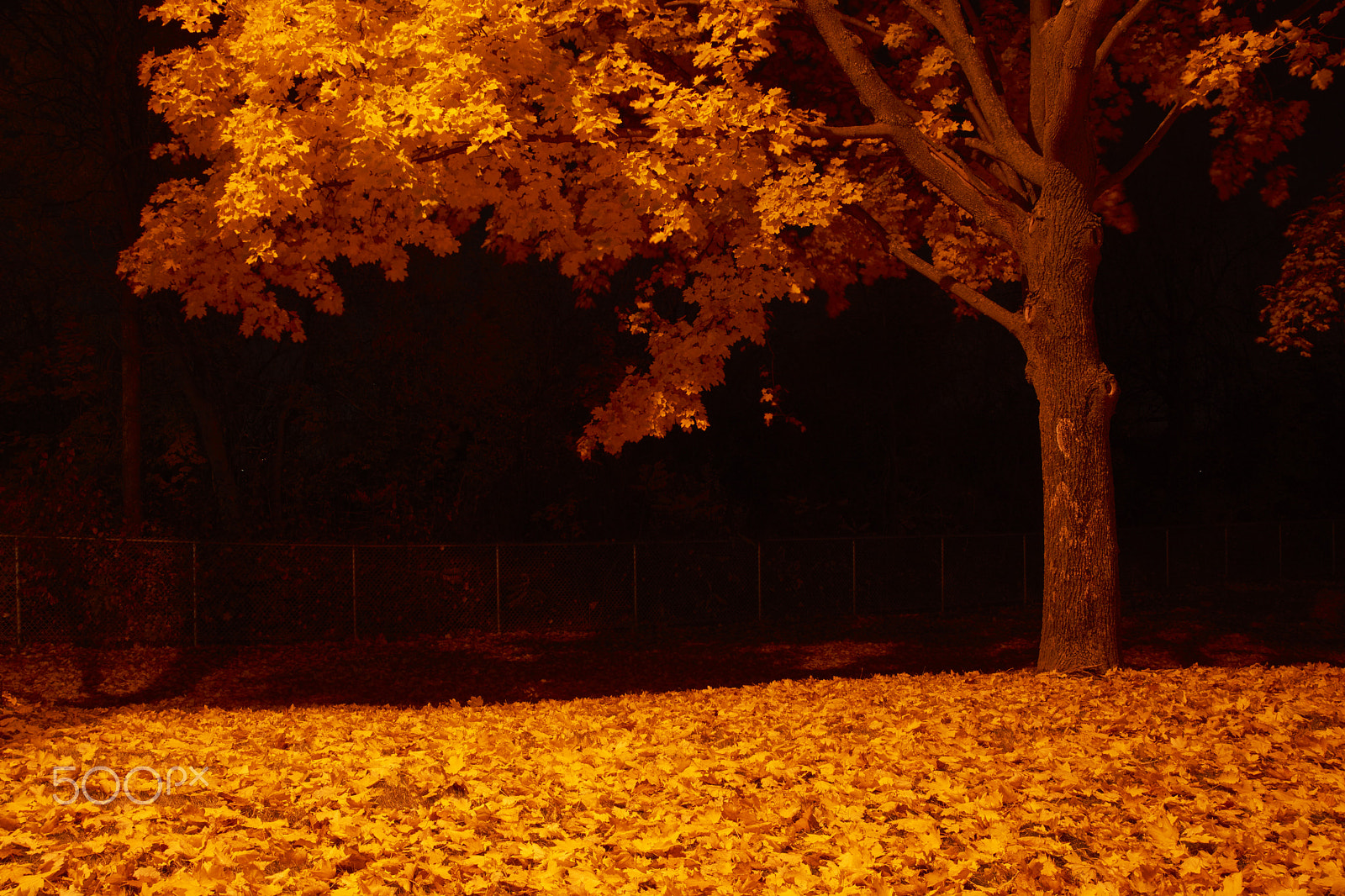 Sony SLT-A65 (SLT-A65V) + DT 18-270mm F3.5-6.3 SSM sample photo. The tree and leafs photography