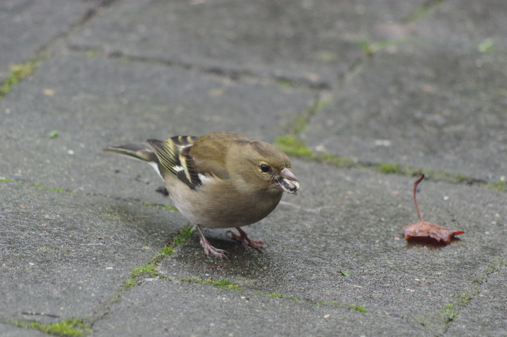 Pentax K-3 sample photo. Birds in our garden photography