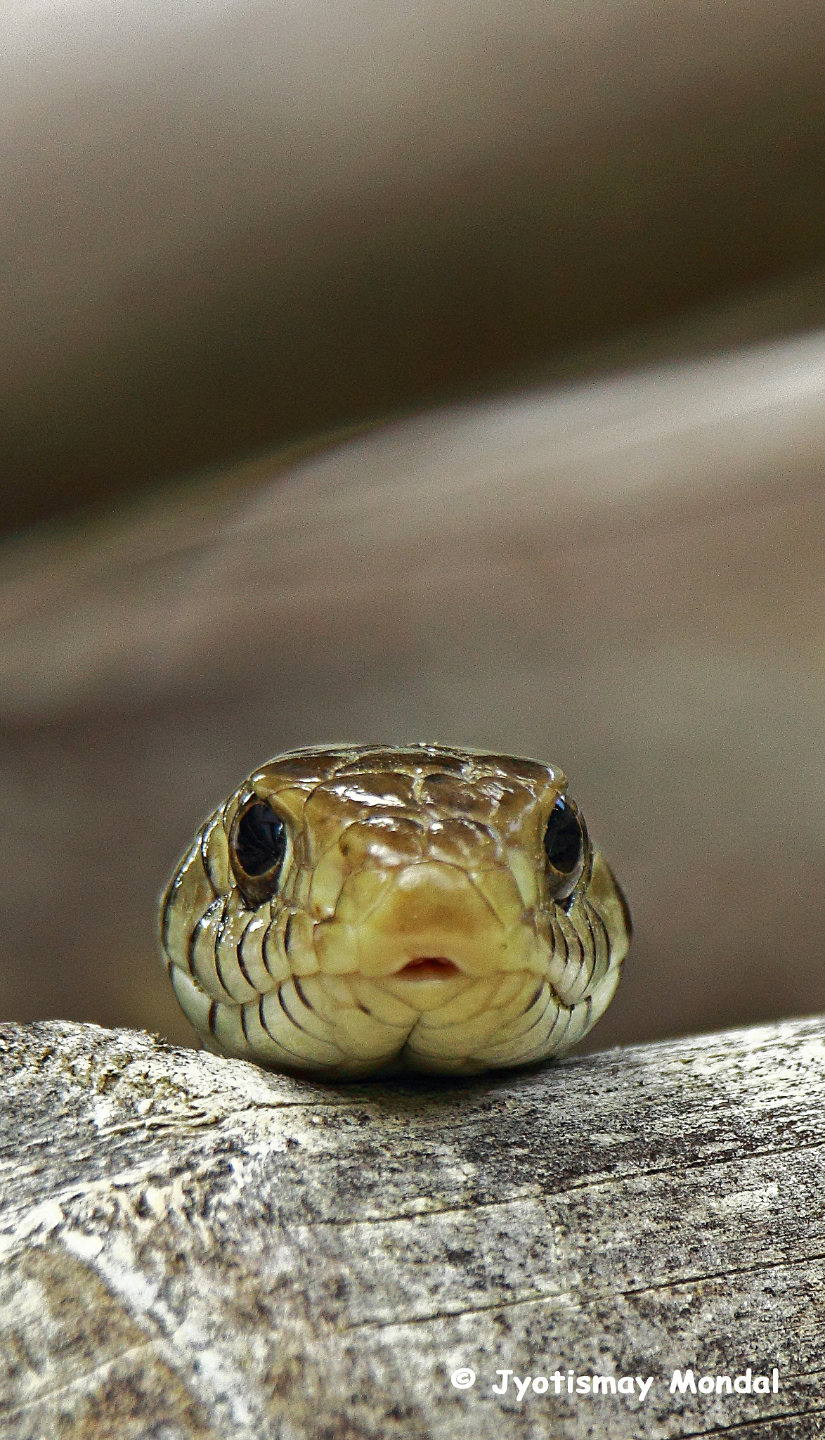 Tamron SP 150-600mm F5-6.3 Di VC USD sample photo. Indian rat snake photography