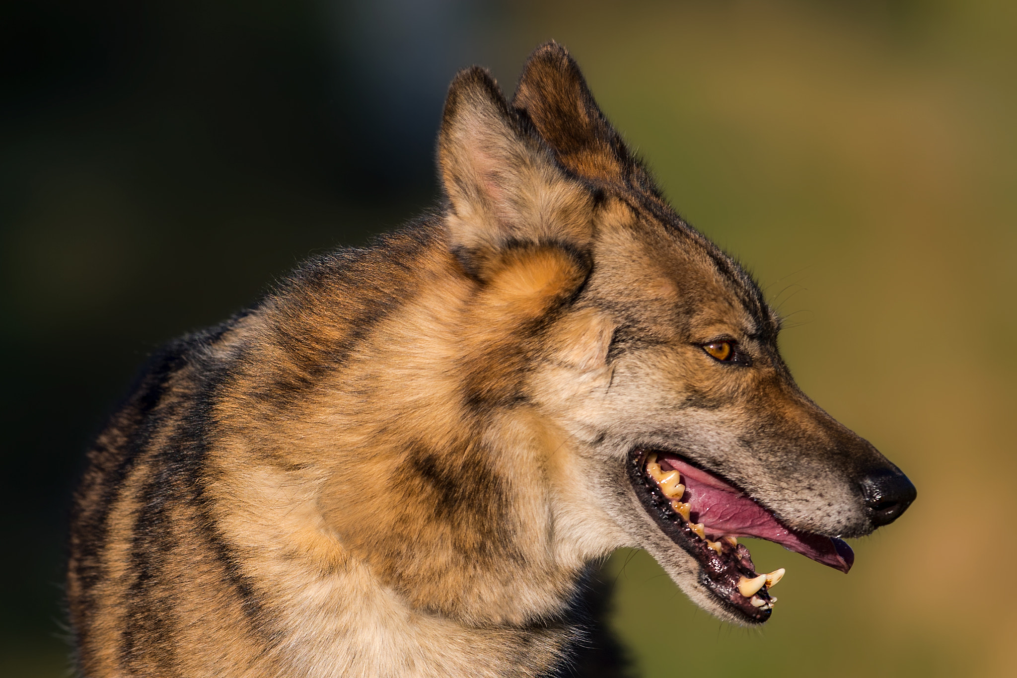 Canon EF 400mm F2.8L IS II USM sample photo. Wolf portrait.. photography