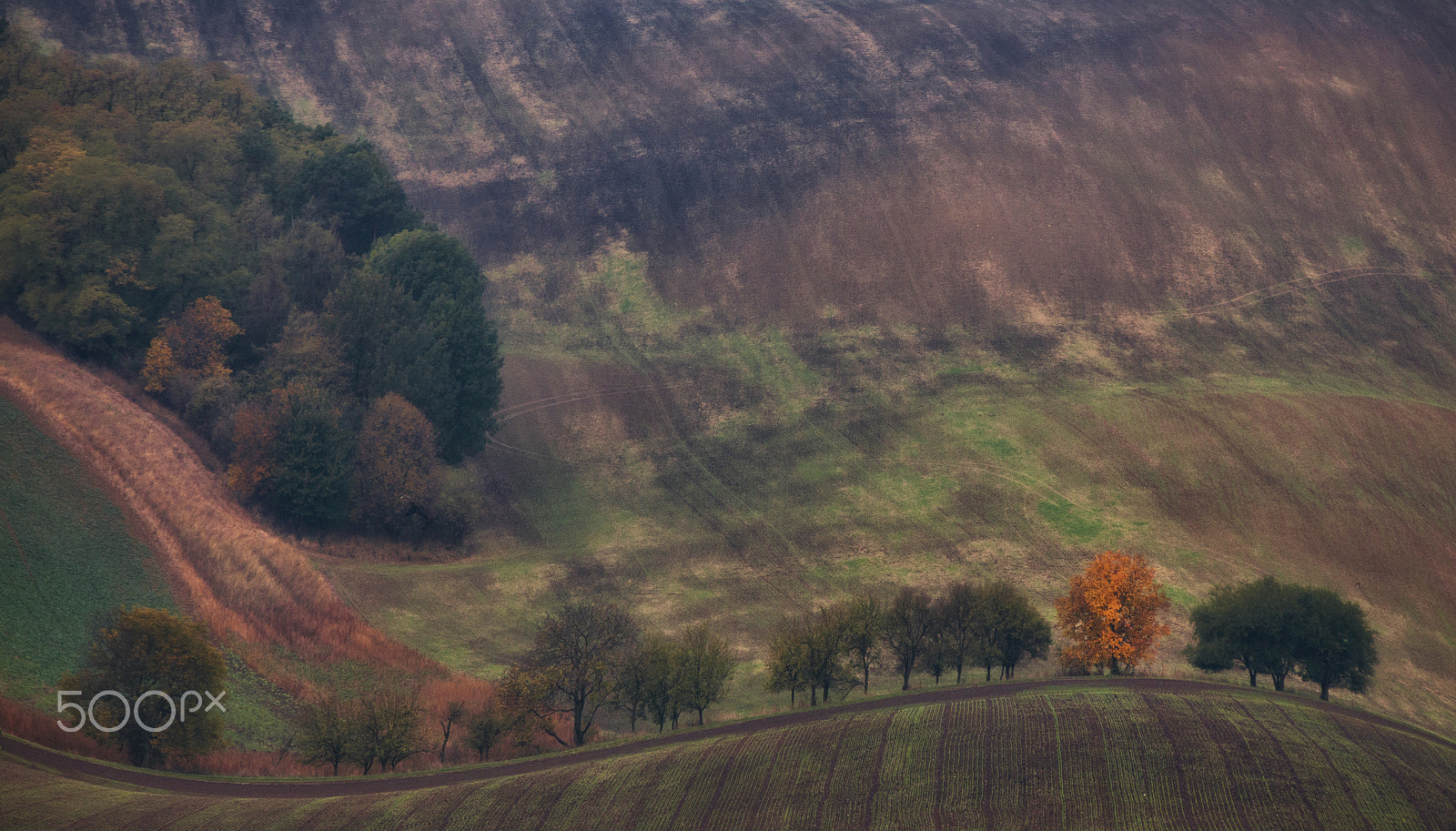 Canon EF 70-200mm F2.8L IS USM sample photo. Moravian field photography