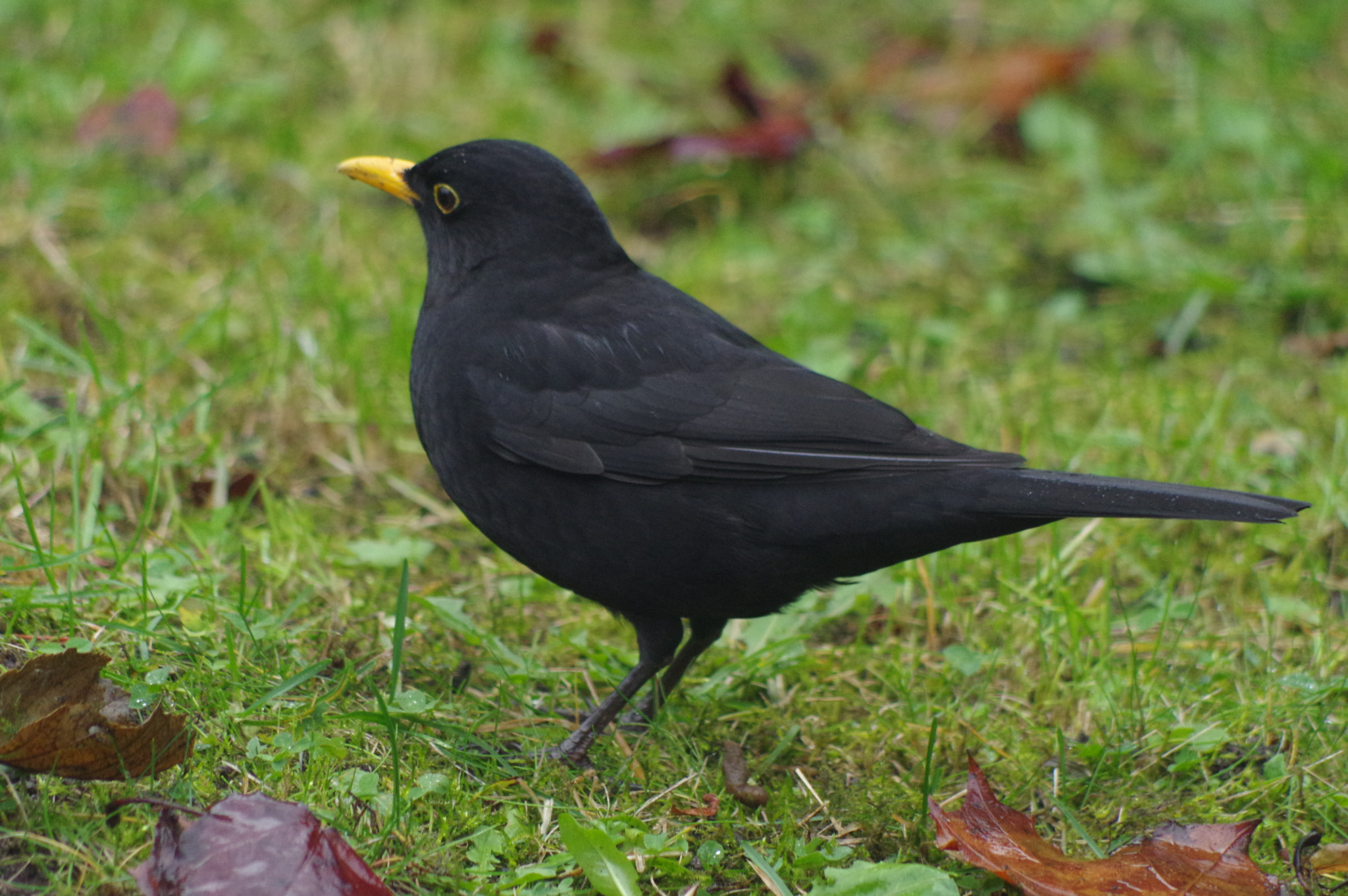 Pentax K-3 sample photo. Birds in our garden photography