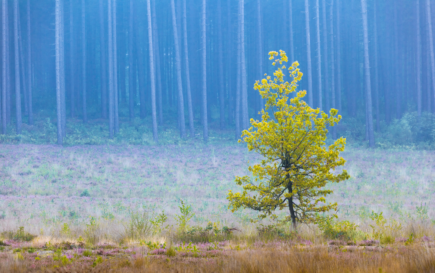 Canon EOS 5D Mark II sample photo. Yellow tree photography