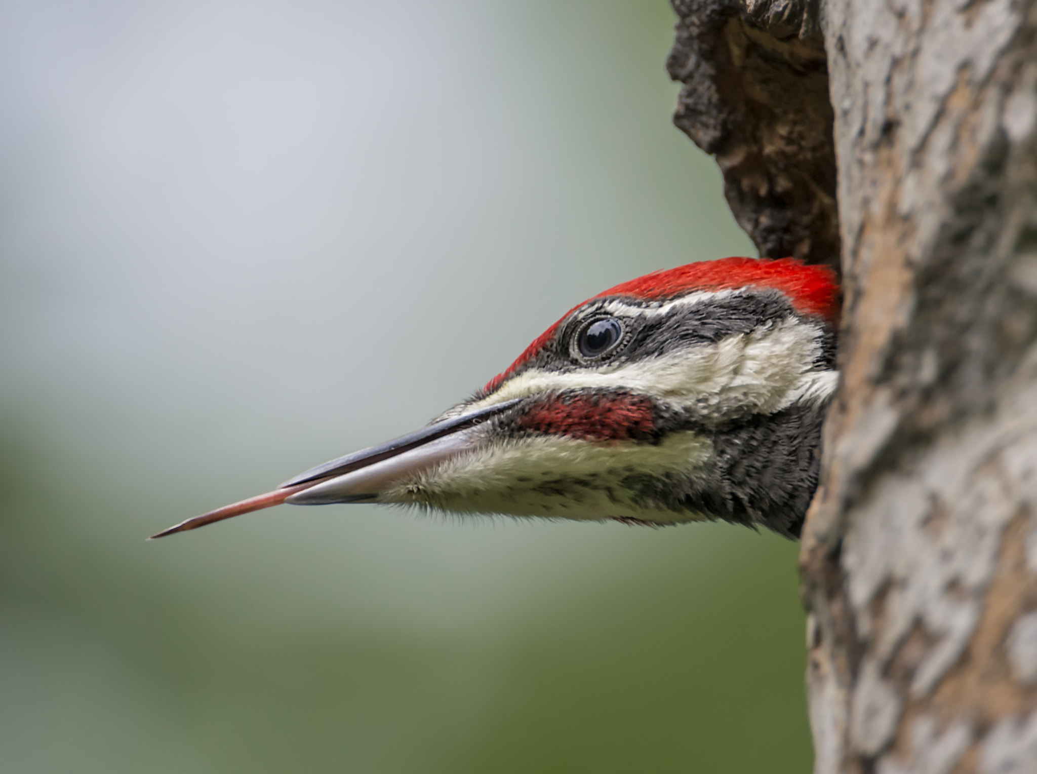 Nikon D4 + Nikon AF-S Nikkor 600mm F4G ED VR sample photo. Take that... photography