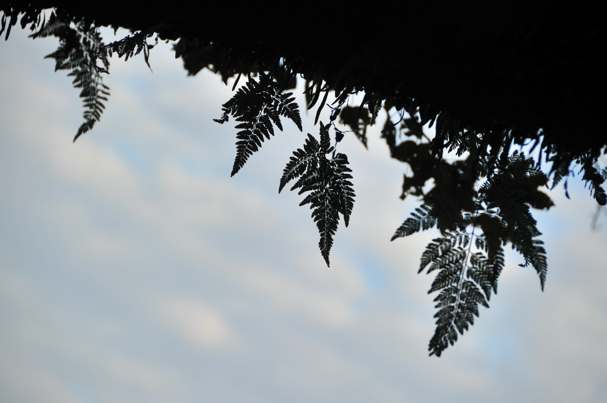 Nikon D3S sample photo. .. photography