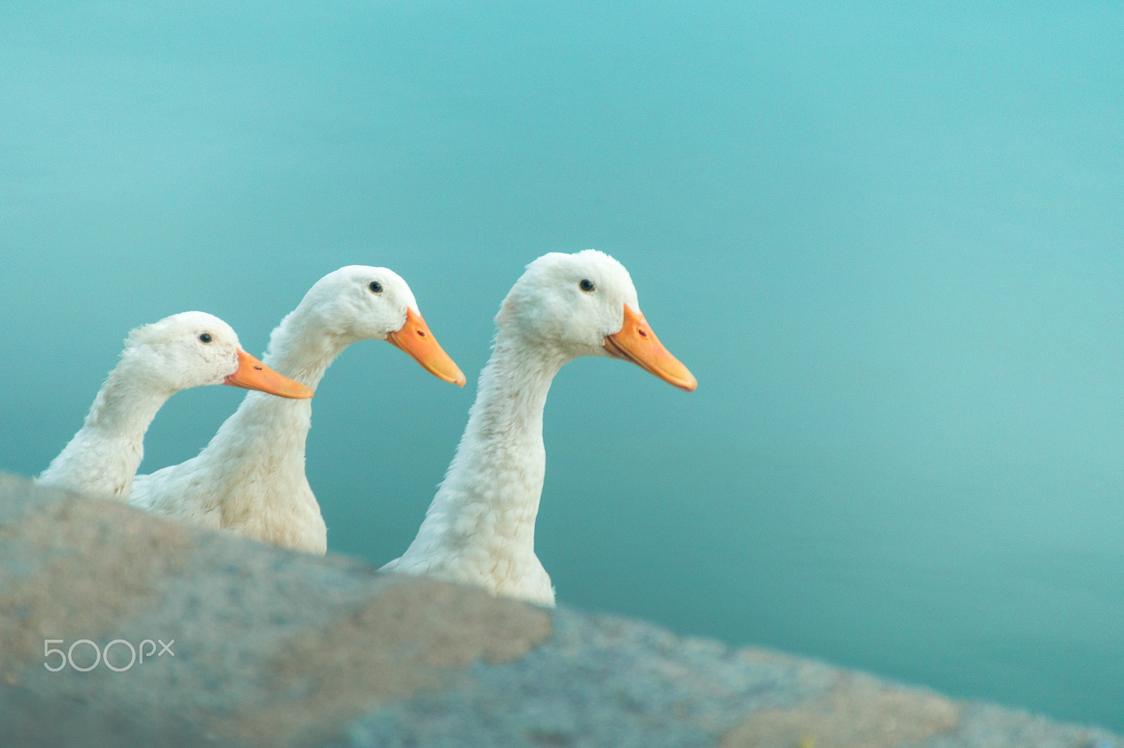 DT 18-270mm F3.5-6.3 SSM sample photo. Ducks photography
