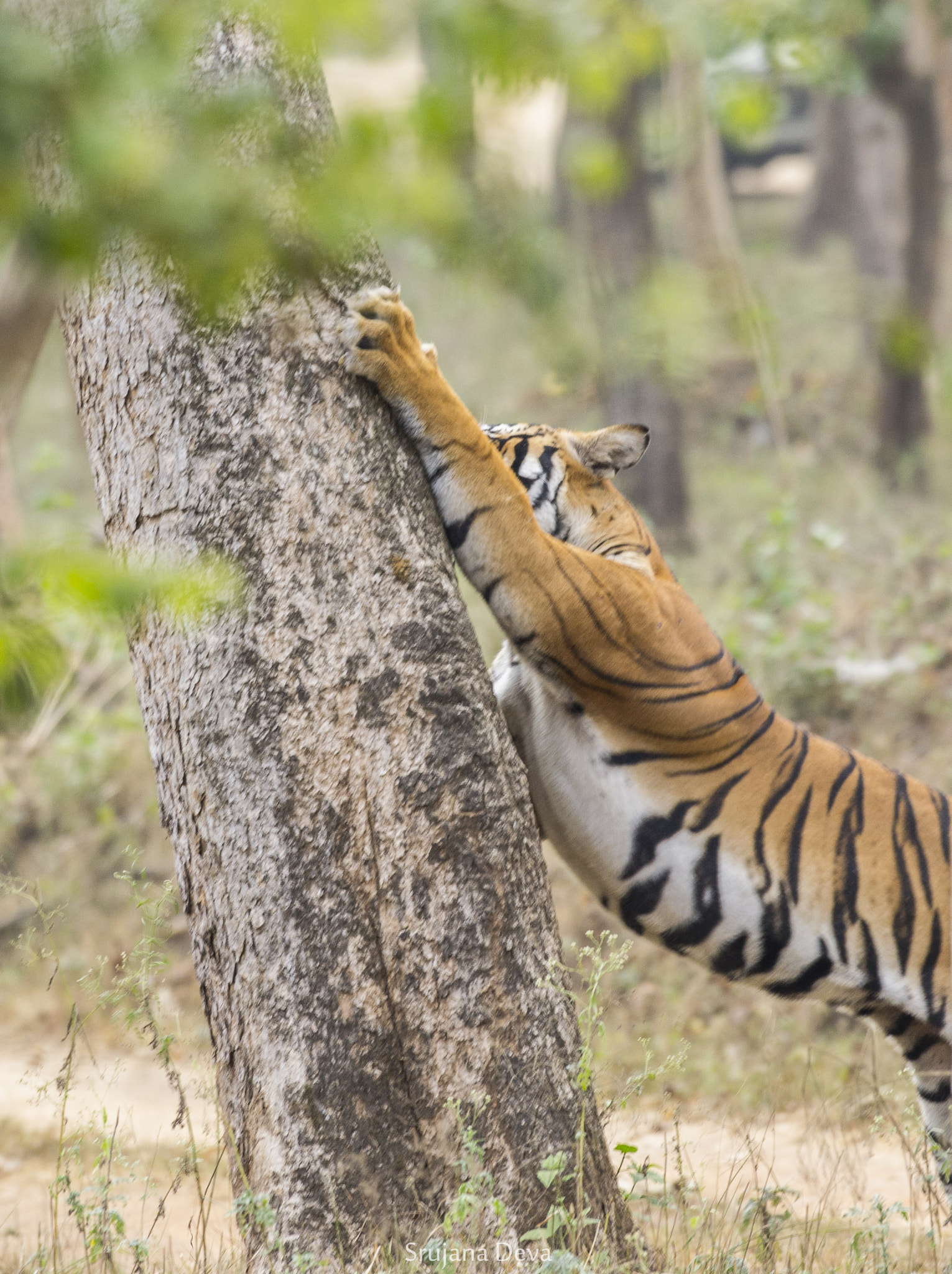 Nikon AF-S Nikkor 200-500mm F5.6E ED VR sample photo. The hug photography