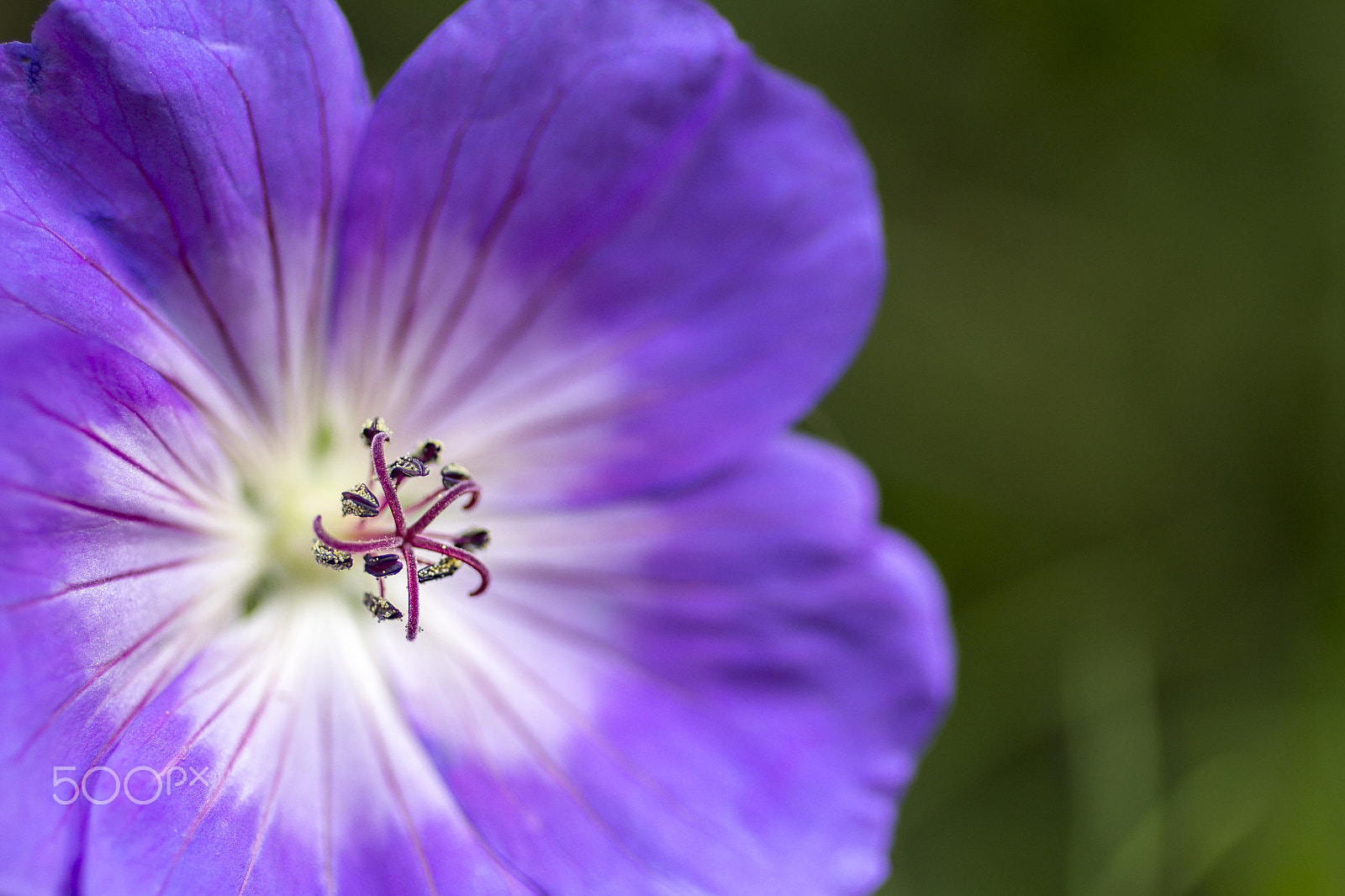Canon EOS 60D + Canon EF 50mm F2.5 Macro sample photo. Purple flower photography
