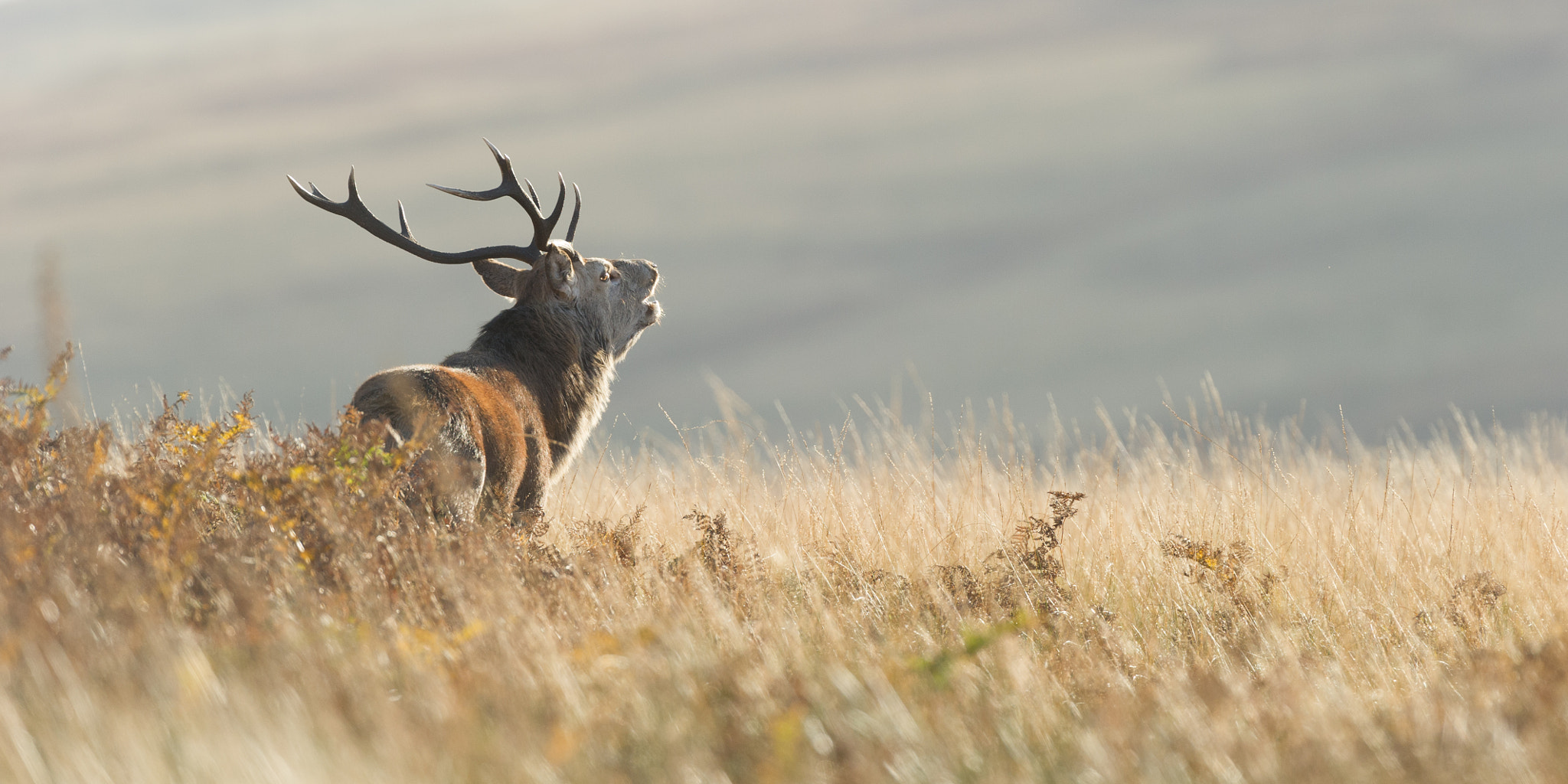 Nikon D3S + Nikon AF-S Nikkor 500mm F4G ED VR sample photo. The call photography