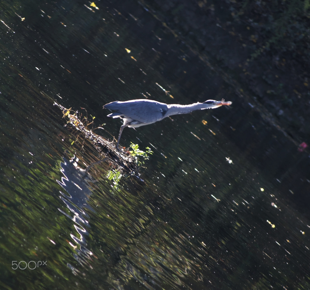 Sony SLT-A55 (SLT-A55V) sample photo. Eating heron photography