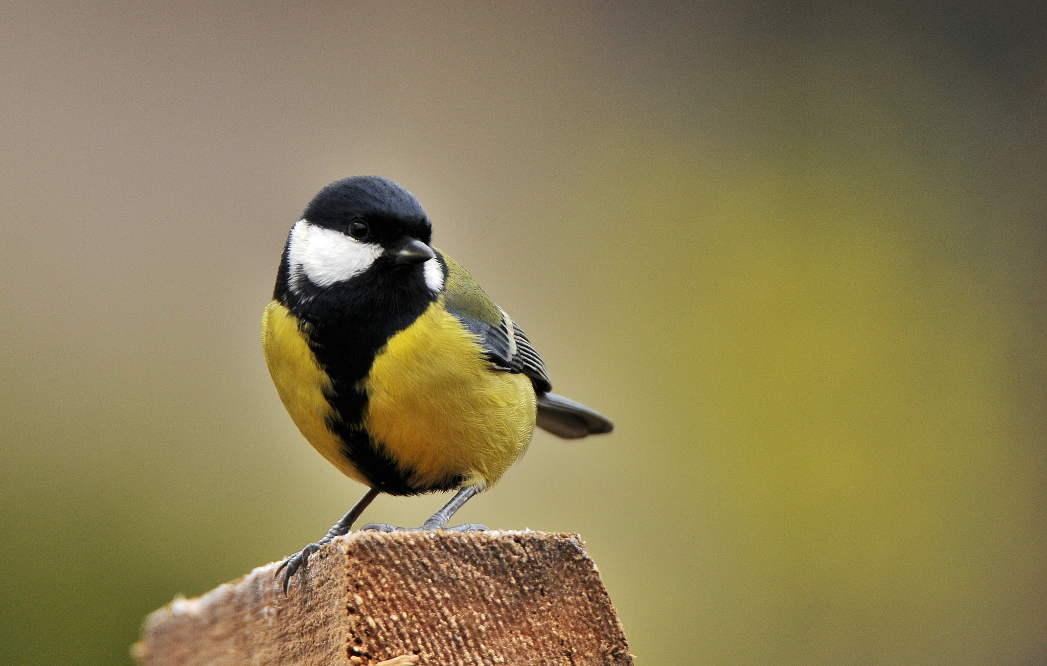 Nikon D300 sample photo. Didžioji zylė, parus major, great tit photography