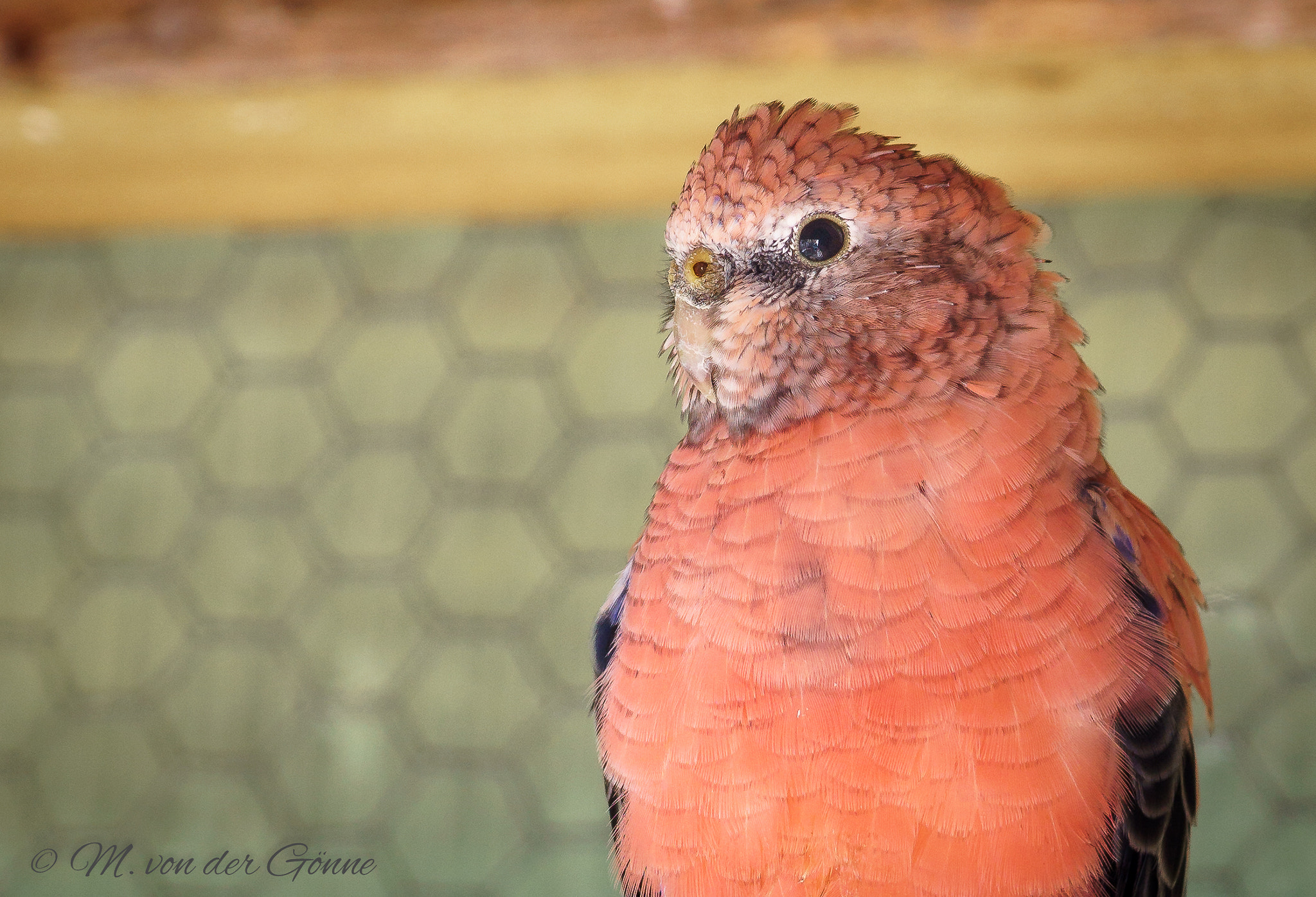 Sony a6000 + Sony FE 90mm F2.8 Macro G OSS sample photo. Bourkesittich photography