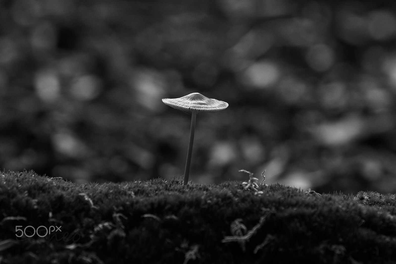 Canon EF 70-200mm F2.8L IS USM sample photo. Mushroom photography