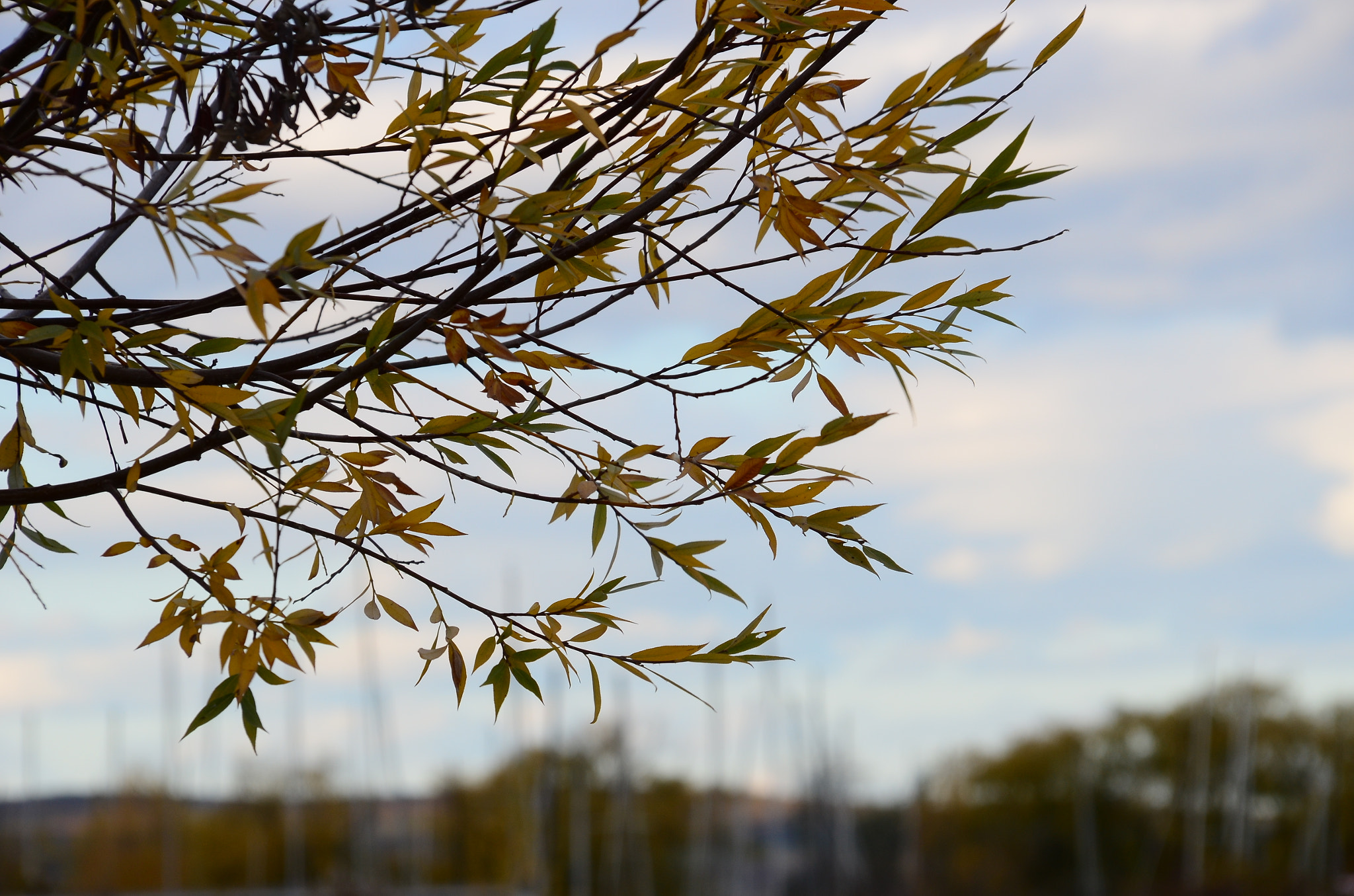 Sigma 18-200mm F3.5-6.3 DC OS HSM sample photo. Vineyard_evening photography