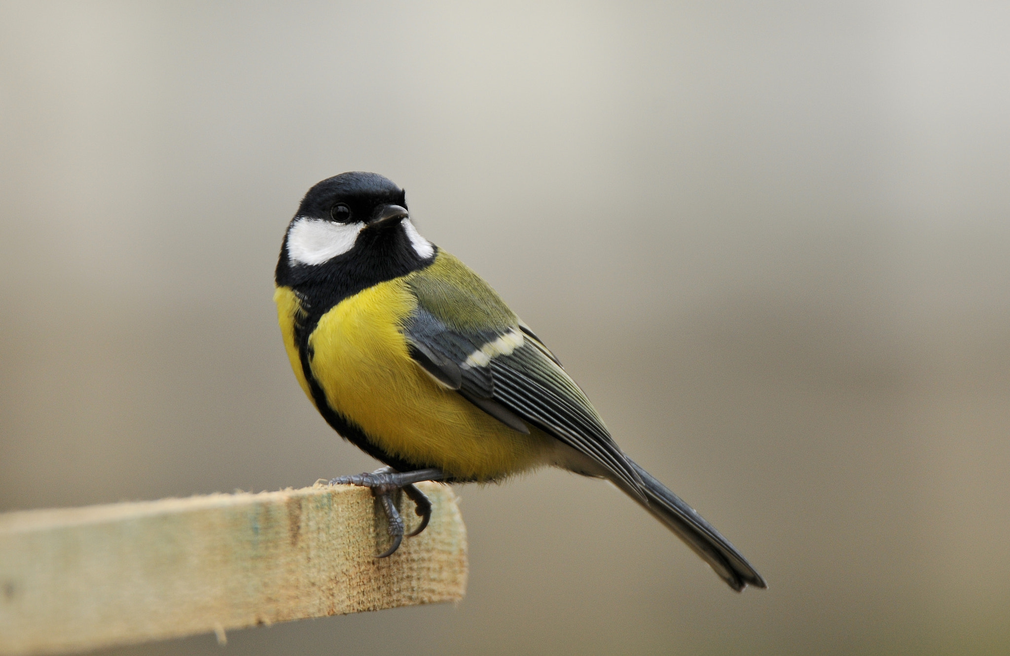 Nikon D300 sample photo. Didžioji zylė, parus major, great tit photography