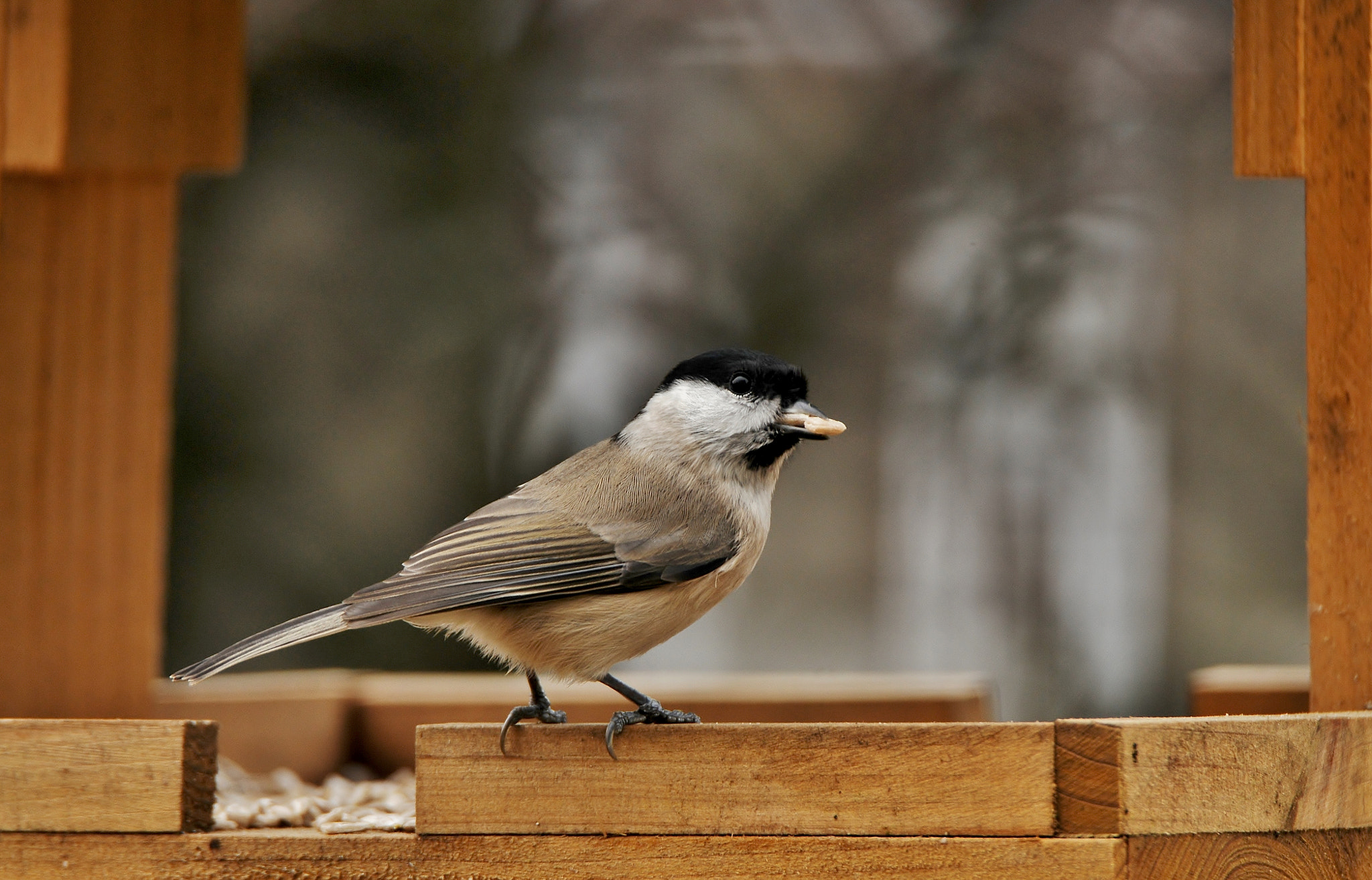 Nikon D300 sample photo. Paprastoji pilkoji zylė, parus palustris, marsh tit, sumpfmeise photography