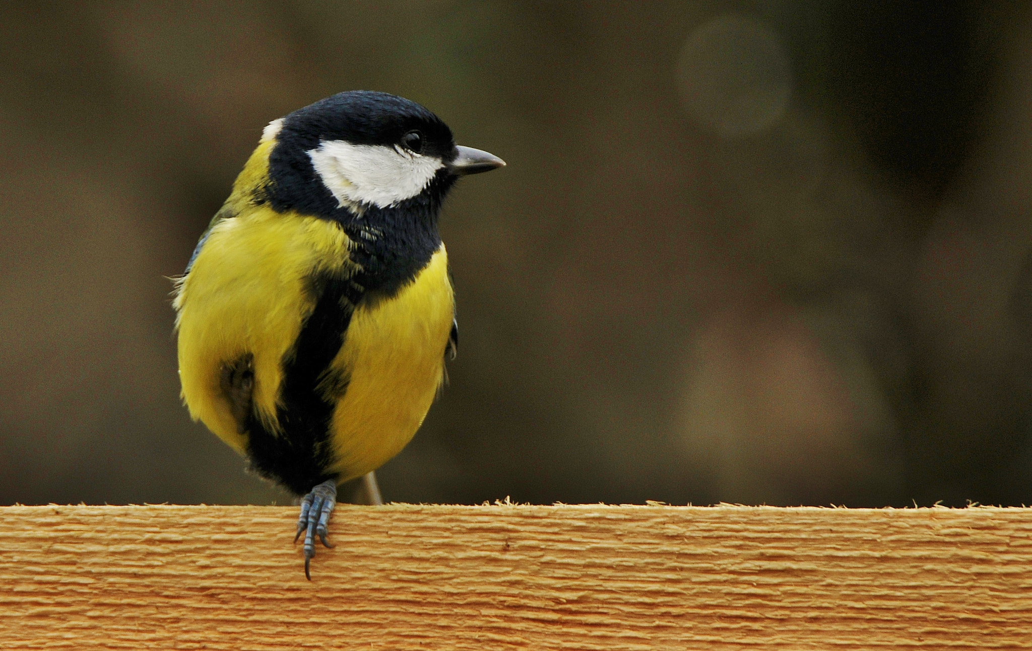 Nikon D300 sample photo. Didžioji zylė, parus major, great tit photography