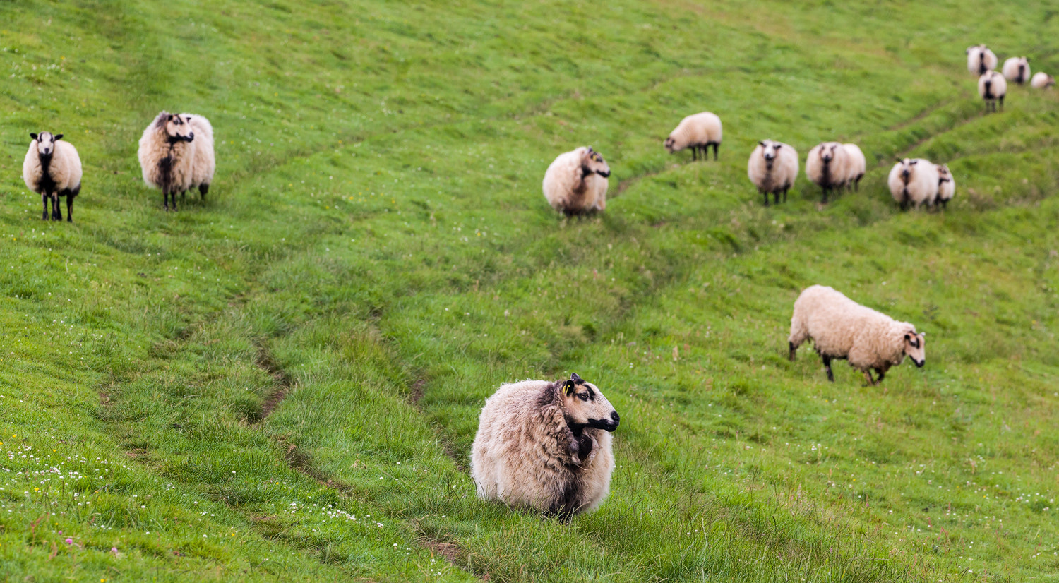 Canon EOS 5D Mark II sample photo. Sheep photography