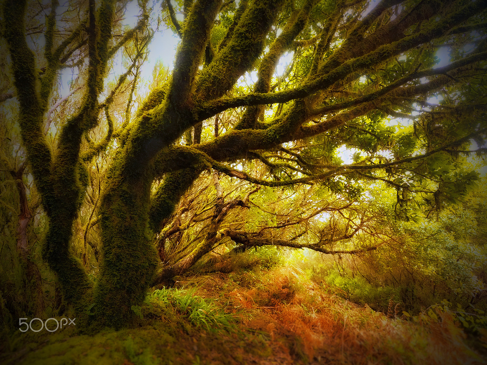 Olympus OM-D E-M1 + OLYMPUS M.9-18mm F4.0-5.6 sample photo. Fairy tale forest photography