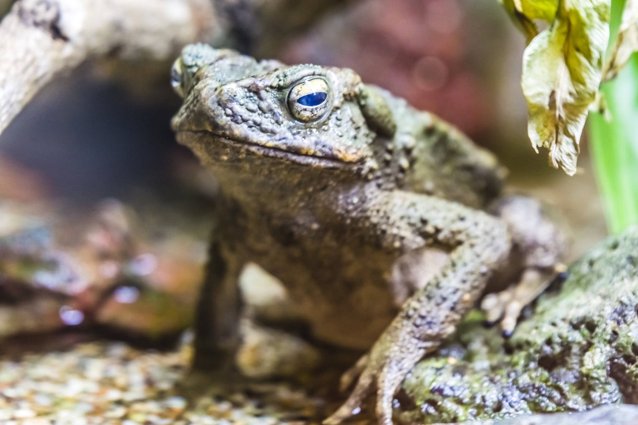 Nikon AF-S Nikkor 70-200mm F2.8G ED VR II sample photo. River toad photography