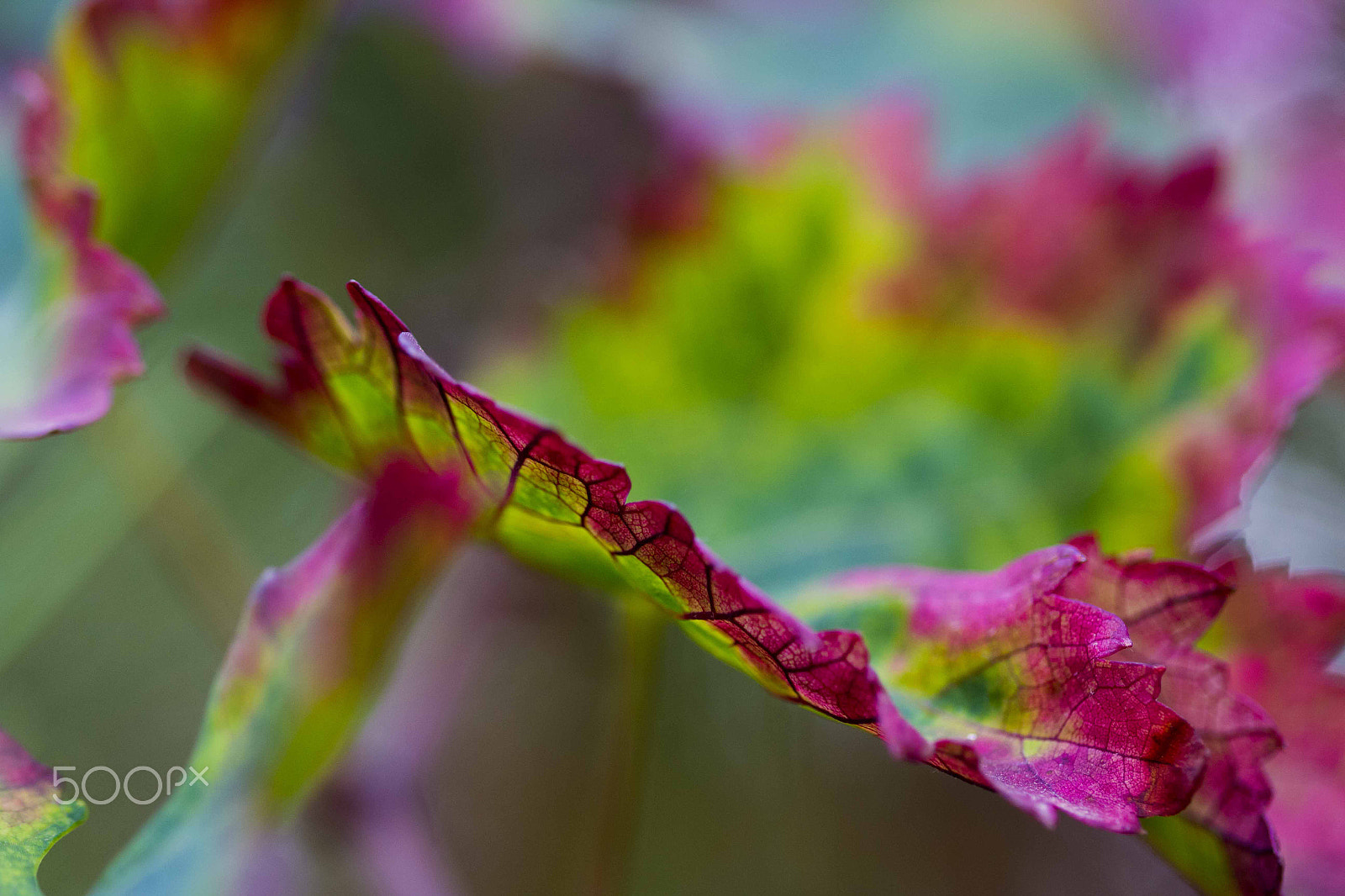 Canon EF 100mm F2.8L Macro IS USM sample photo. Autumn photography