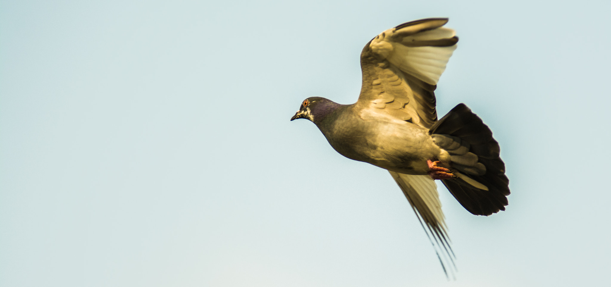 Sigma 70-200mm F2.8 EX DG OS HSM sample photo. Fly fly fly photography