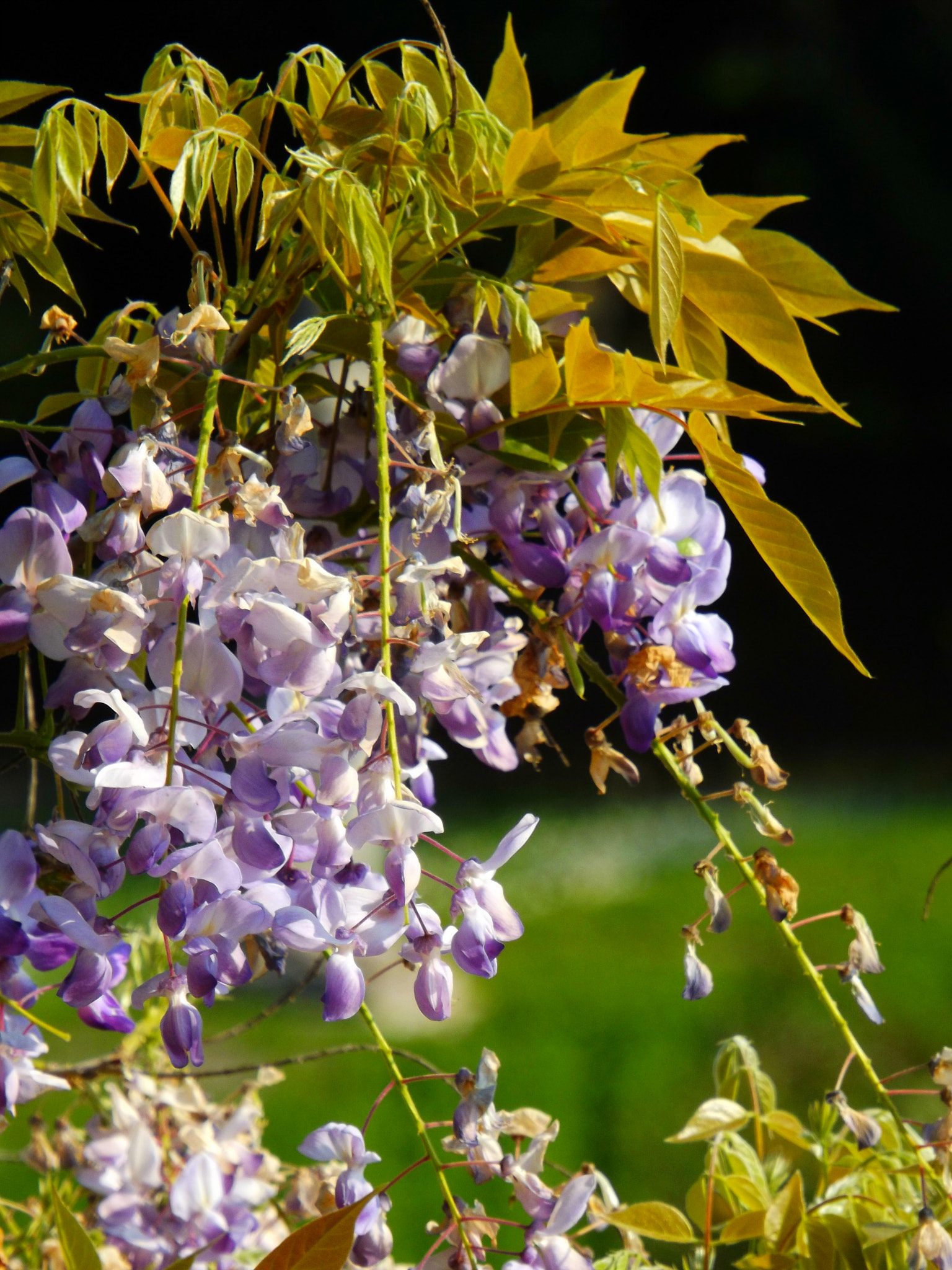 Fujifilm FinePix S4900 sample photo. Wisteria photography