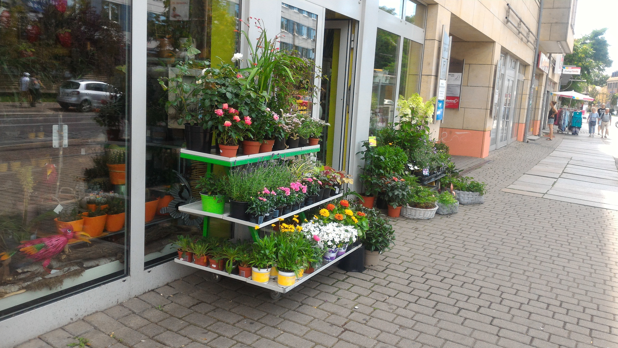 ASUS Z008D sample photo. Greenery everywhere..!! photography