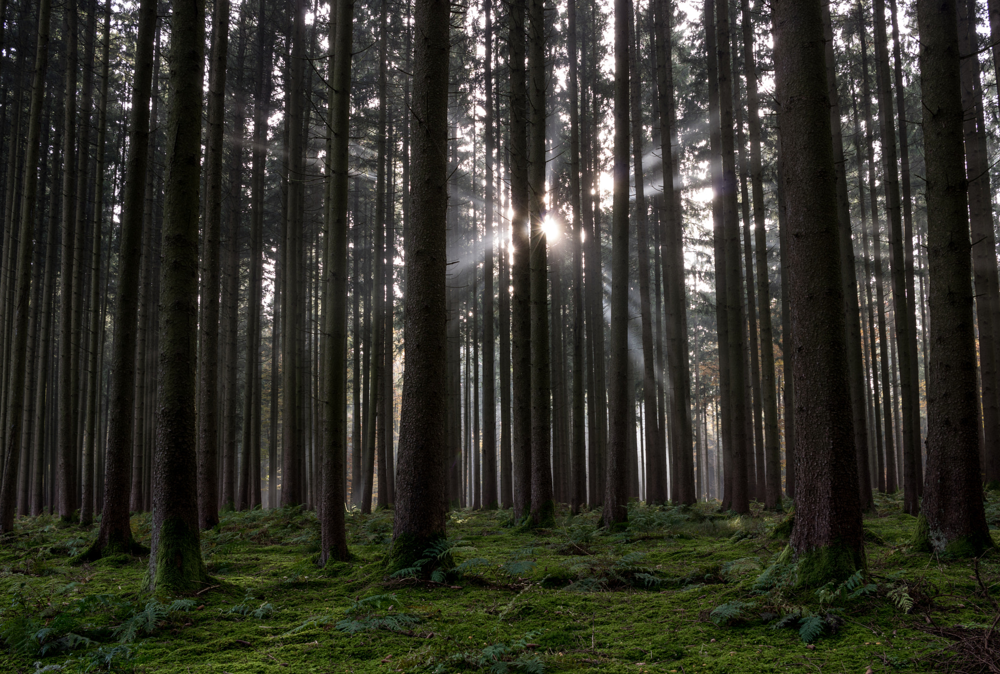 HD Pentax DA 21mm F3.2 AL Limited sample photo. In forest photography