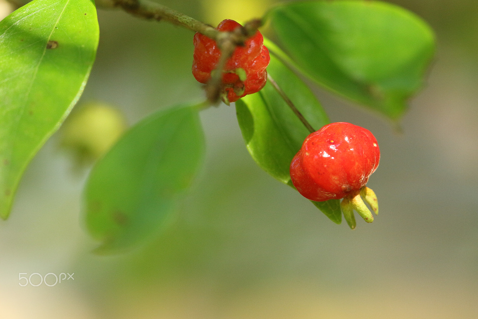 Canon EF 100mm F2.8L Macro IS USM sample photo. Hummm...pitanga, delicious! photography