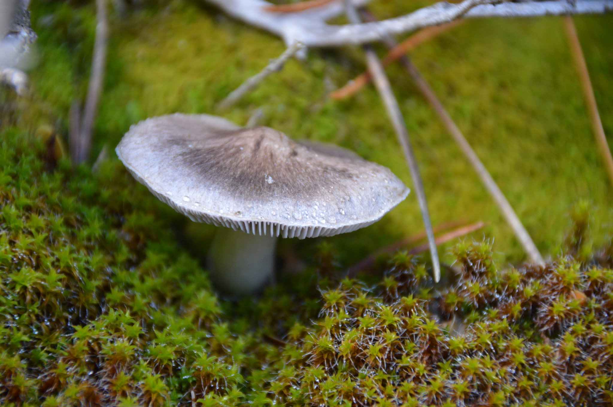 Nikon D3200 + Sigma 18-200mm F3.5-6.3 II DC OS HSM sample photo. Mushroom photography