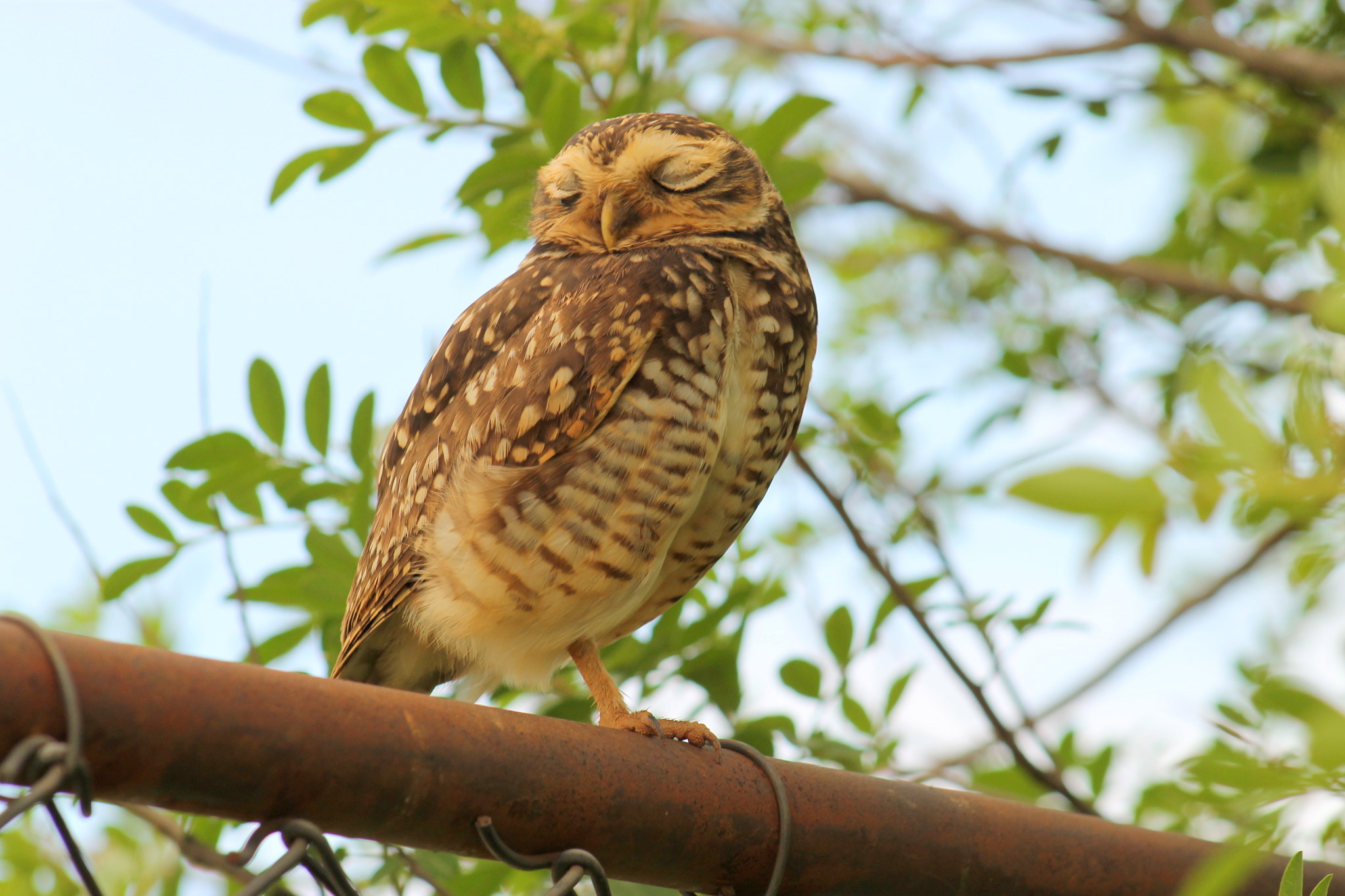 Canon EF 75-300mm f/4-5.6 USM sample photo. Burrowing owl photography