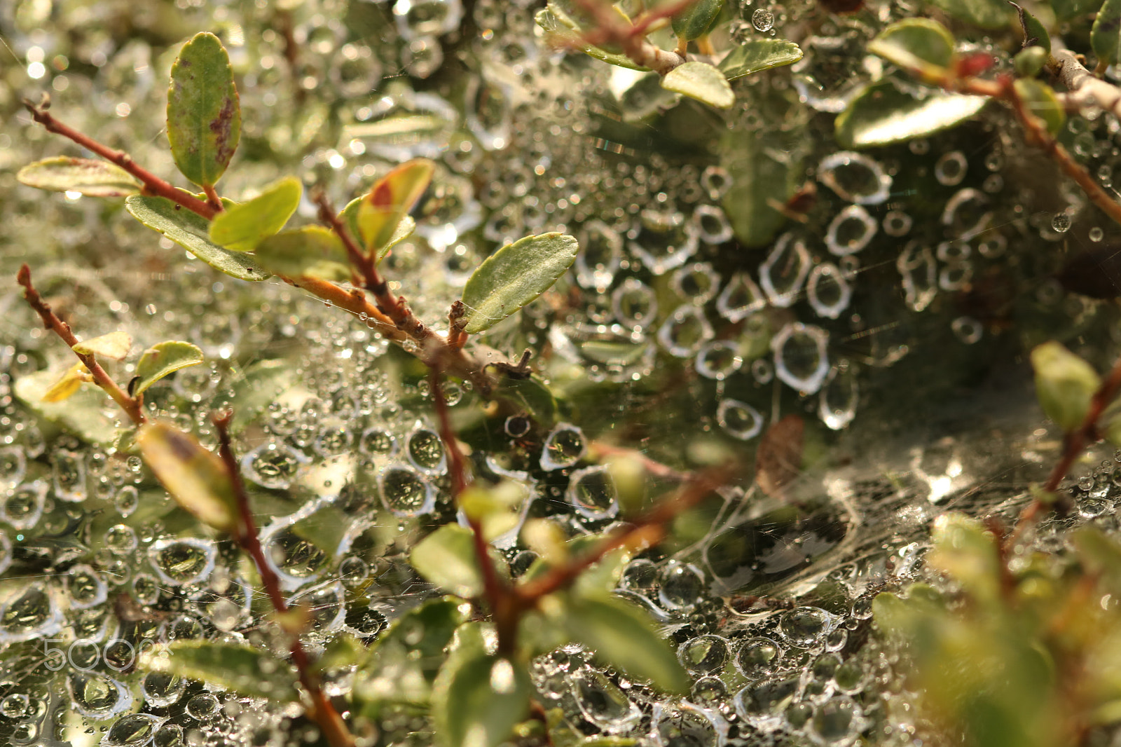 Canon EF 100mm F2.8 Macro USM sample photo. Garden 0063 photography
