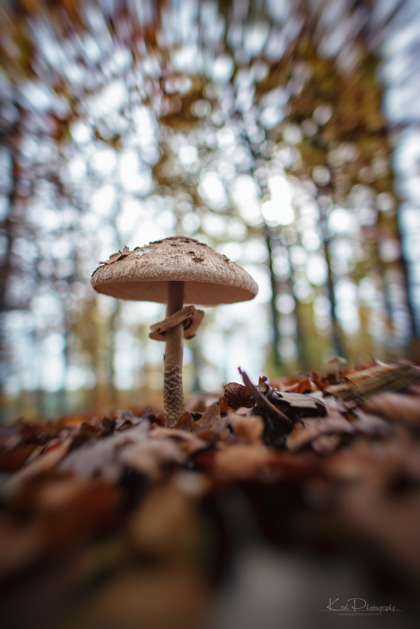 Nikon D800 + Nikon AF-S Nikkor 24mm F1.4G ED sample photo. Macrolepiota procera iii photography