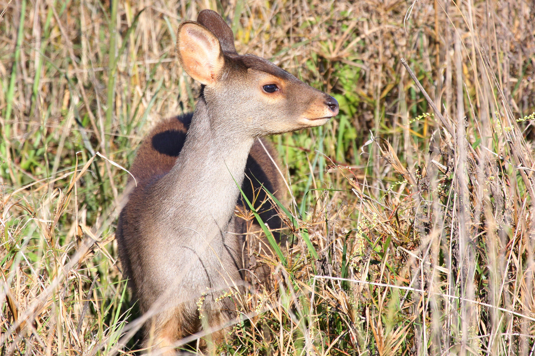 Canon EF 100-400mm F4.5-5.6L IS USM sample photo. Brown brocket photography
