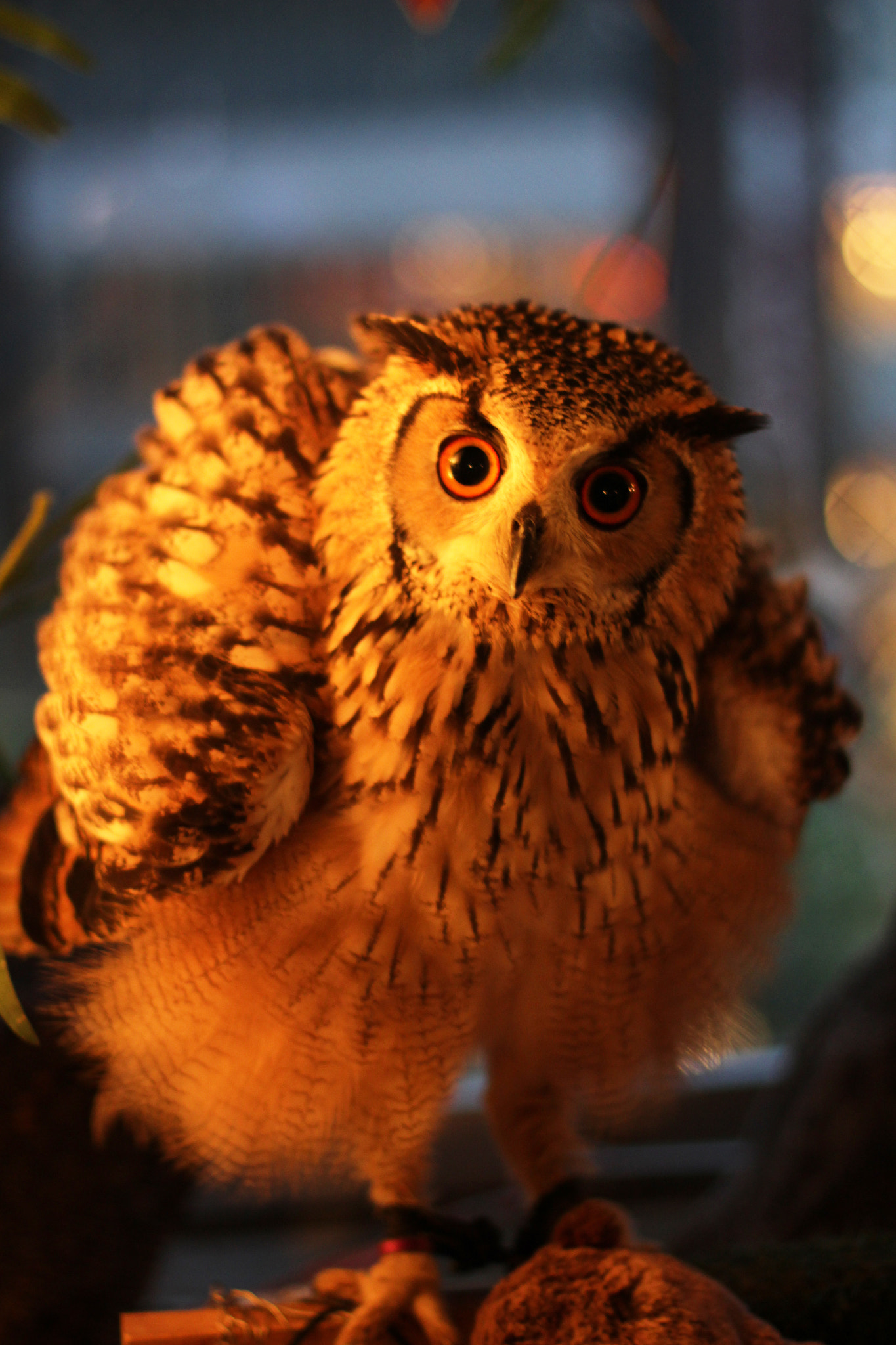 Canon EOS 700D (EOS Rebel T5i / EOS Kiss X7i) + Canon EF 50mm F1.4 USM sample photo. Owl photography