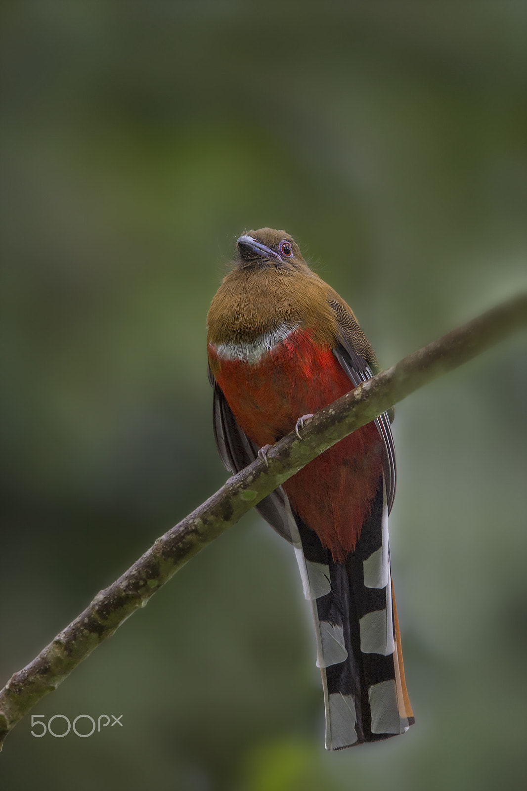 Nikon AF-S Nikkor 600mm F4E FL ED VR sample photo. Red-headed trogon (f) photography