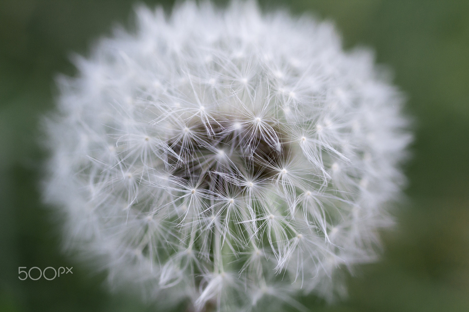 Canon EOS 60D + Canon EF 50mm F2.5 Macro sample photo. Dandelion photography