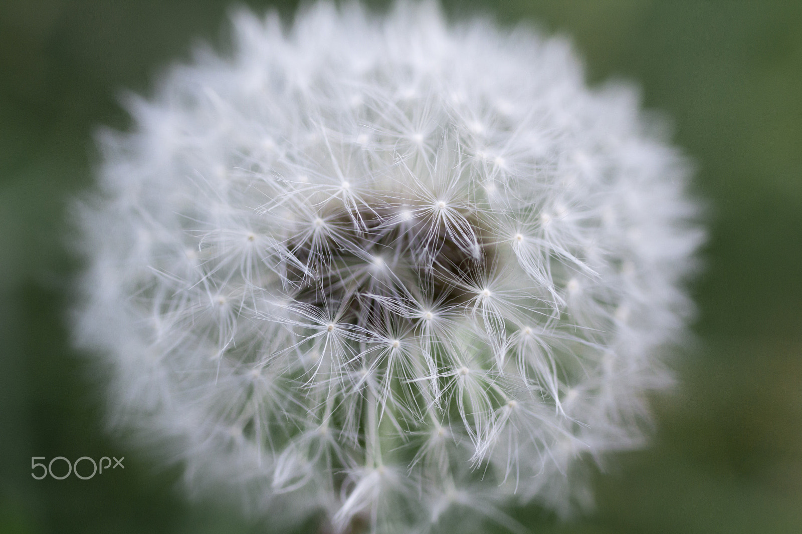 Canon EOS 60D sample photo. Dandelion photography