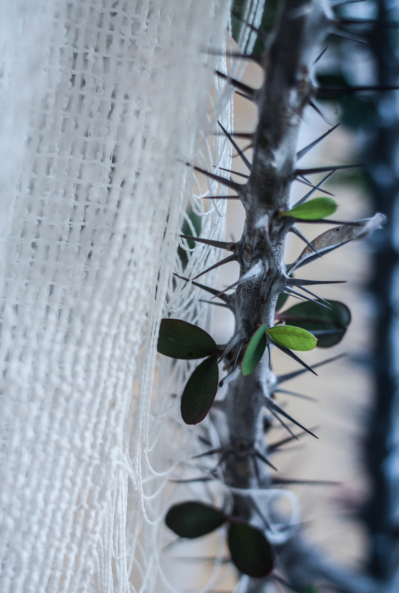 Canon EF 40mm F2.8 STM sample photo. Tangled photography