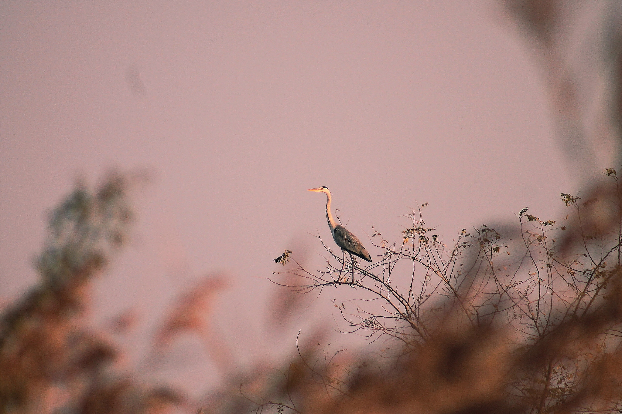 Canon EF75-300mm f/4-5.6 sample photo. Airone photography