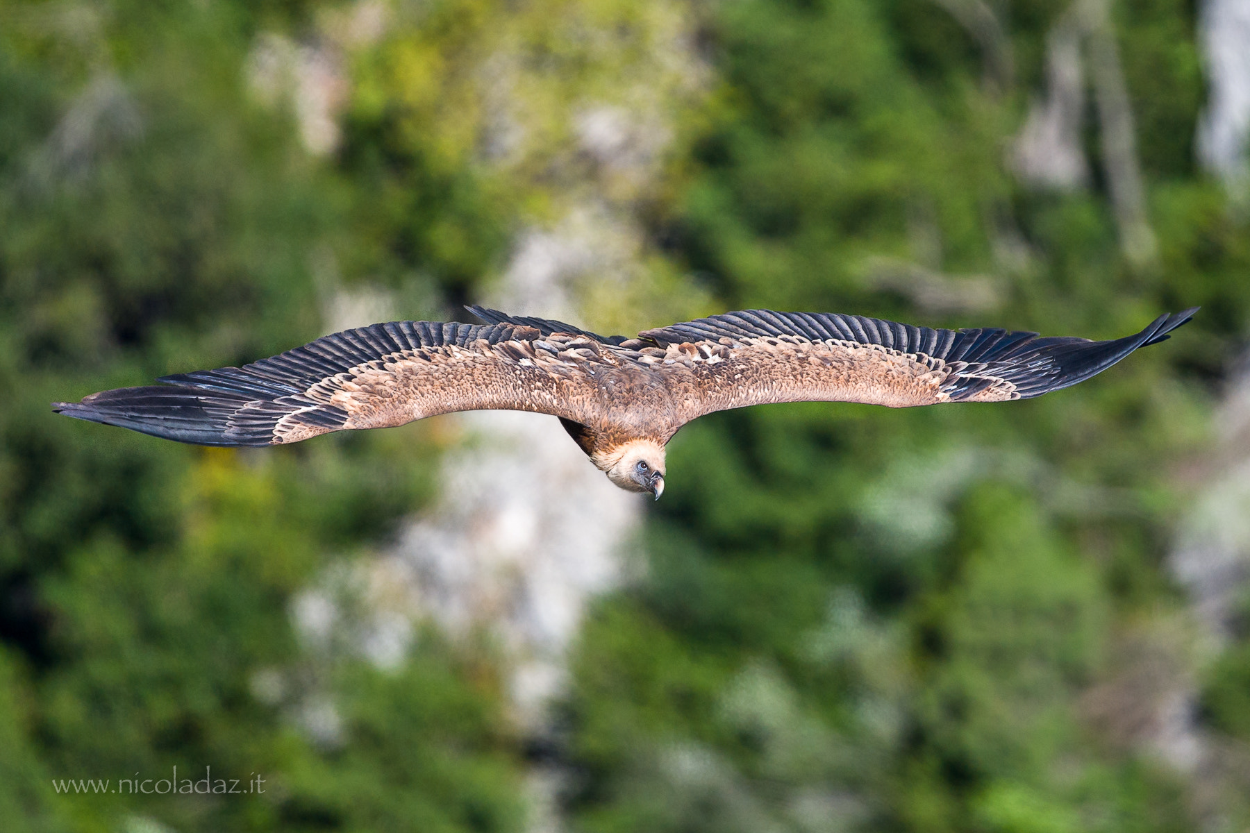 Nikon D5 + Nikon AF-S Nikkor 500mm F4G ED VR sample photo. Grifone photography