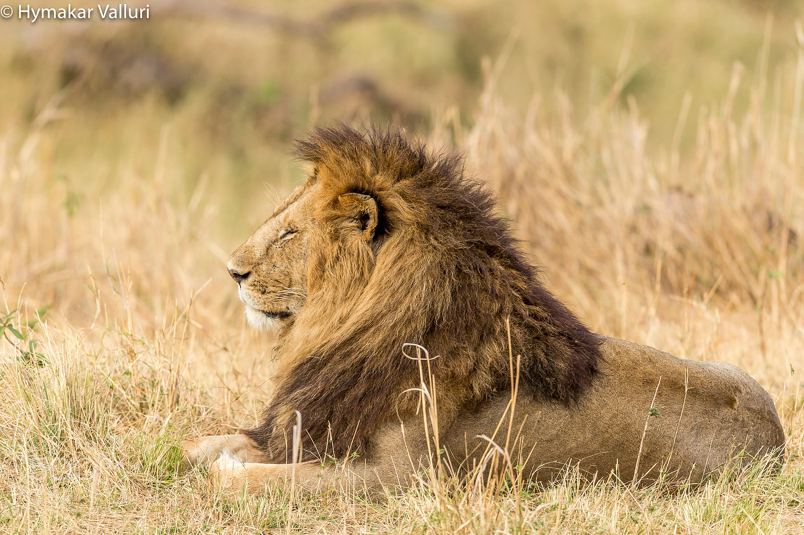 Canon EF 500mm F4L IS II USM sample photo. Lions photography