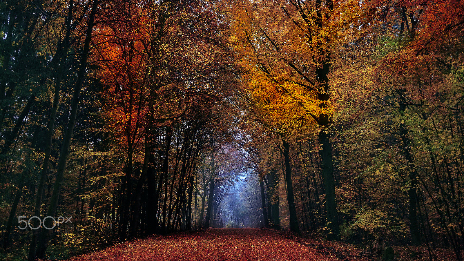 Canon EOS 5D + Canon EF 40mm F2.8 STM sample photo. Forest color part 2 photography