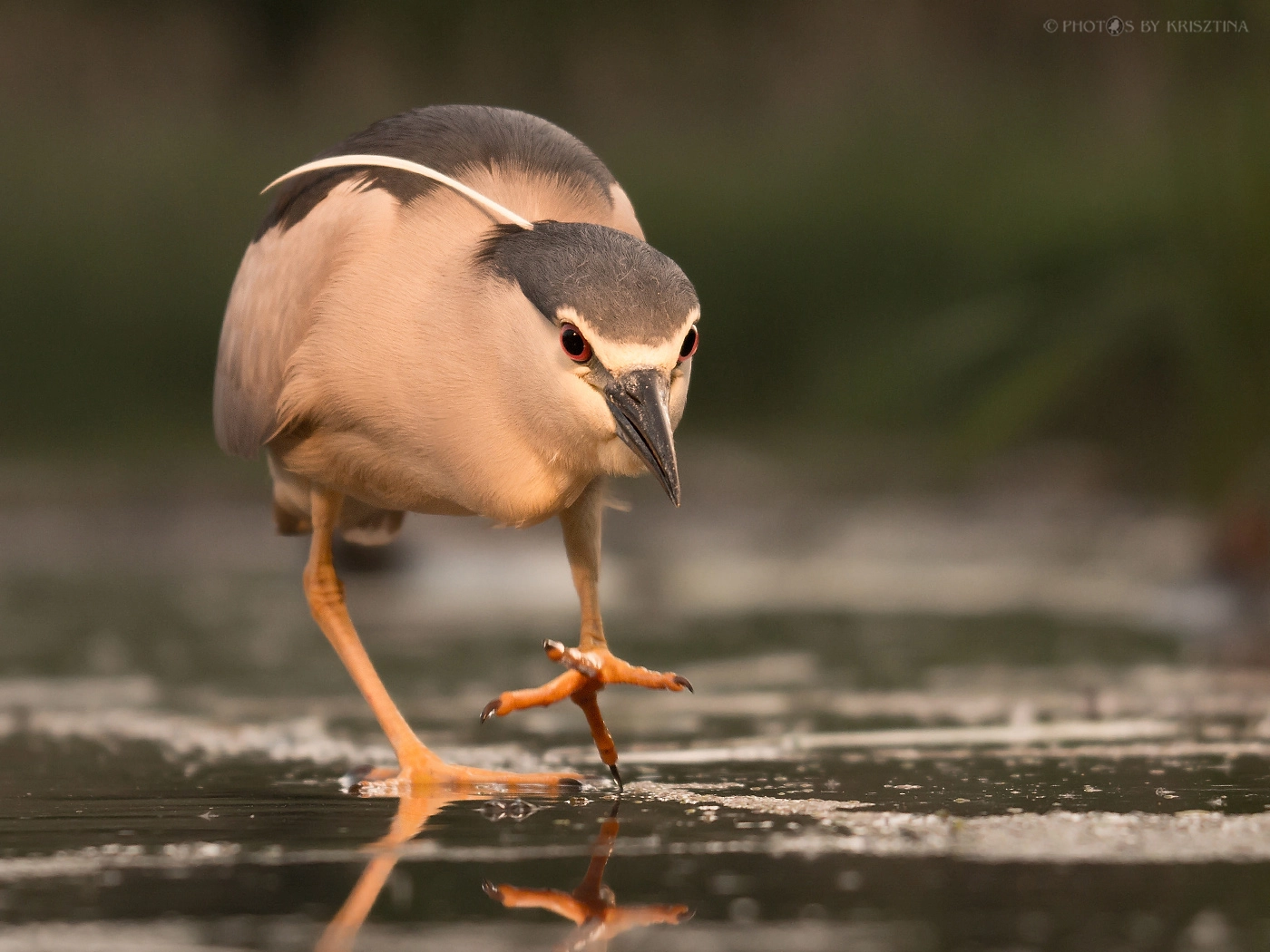 Sigma 50-500mm f/4-6.3 APO HSM EX sample photo. Hunting for fish photography