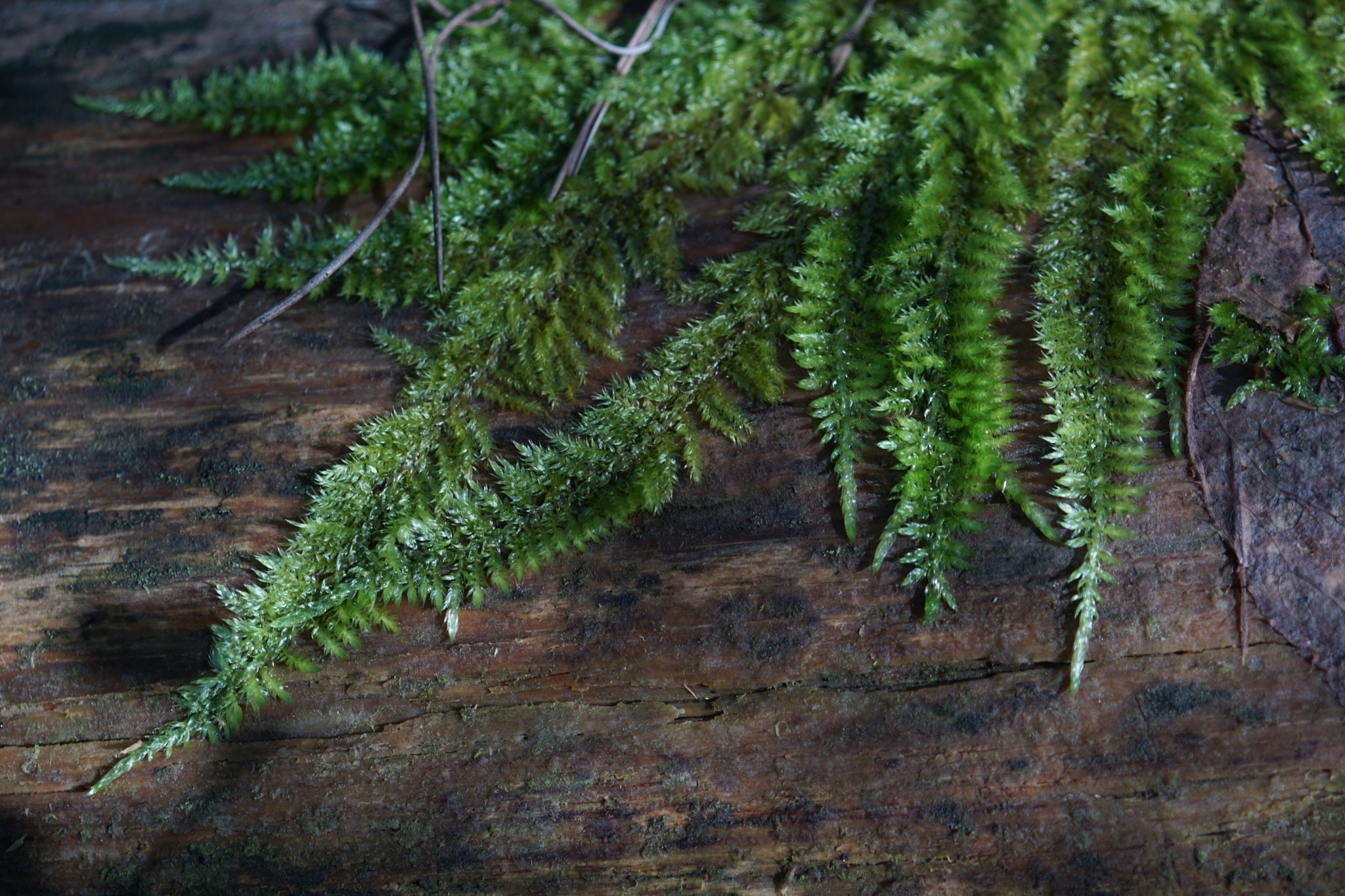 Sony DT 30mm F2.8 Macro SAM sample photo. Green moss photography