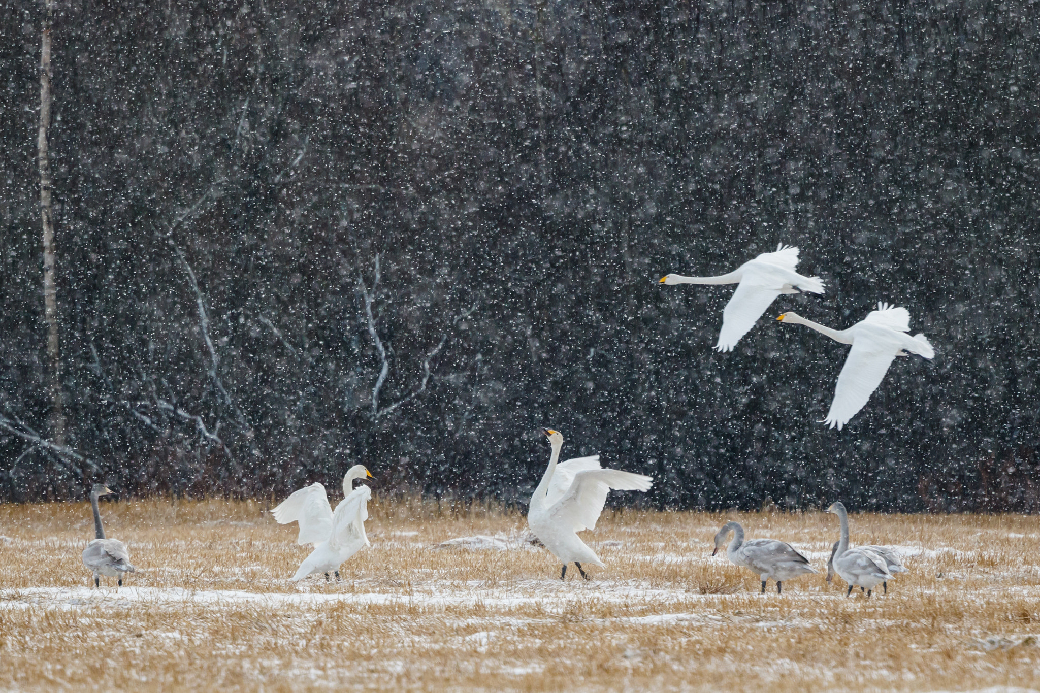 Canon EF 300mm F2.8L IS II USM sample photo. Swans photography