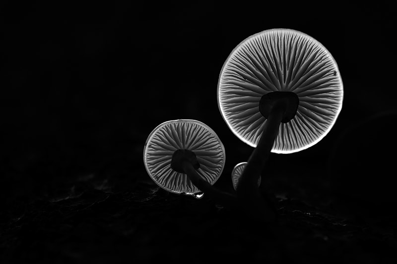 Canon EF 180mm F3.5L Macro USM sample photo. Black and white photography