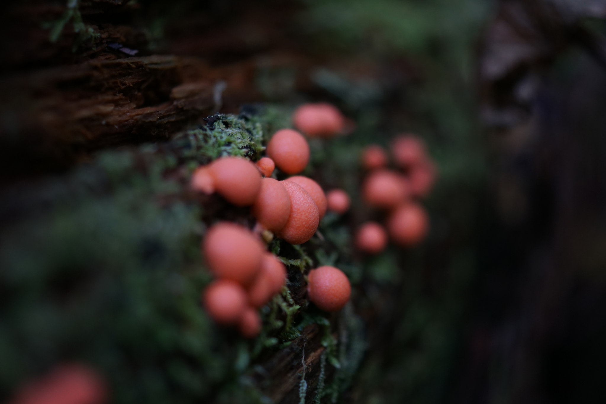 Sony DT 30mm F2.8 Macro SAM sample photo. Ｍushroom photography
