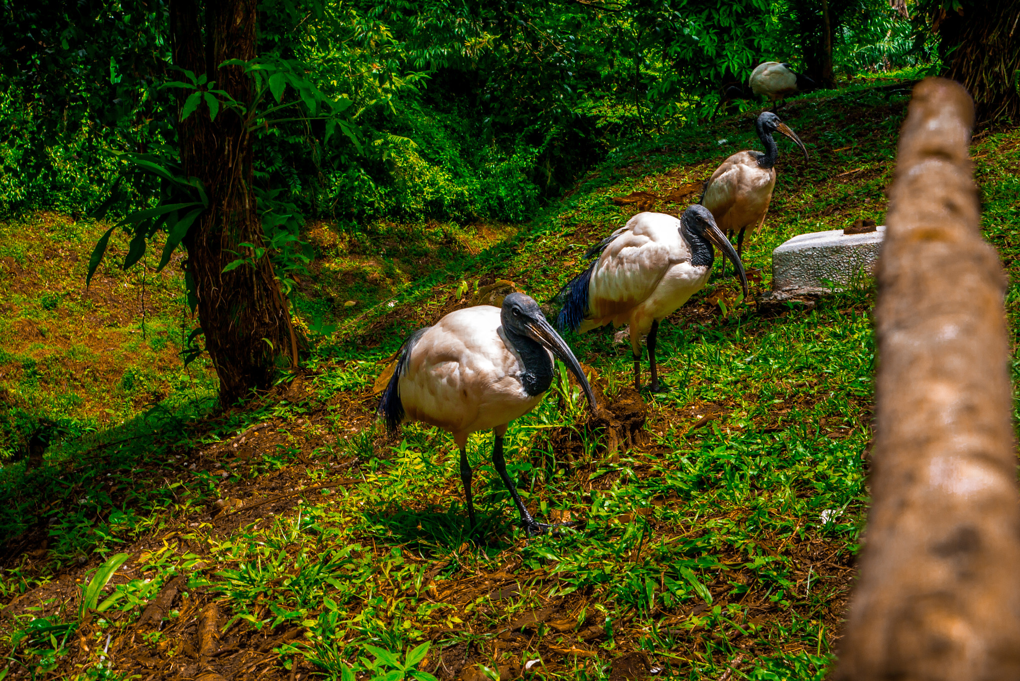 Panasonic Lumix DMC-GF5 sample photo. Black head ibis?? photography